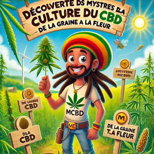Découverte des Mystères de la Culture du CBD : De la Graine à la Fleur