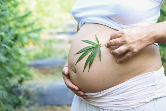 Femme enceinte, conseil CBD, fleurs, résines, thé, infusion 