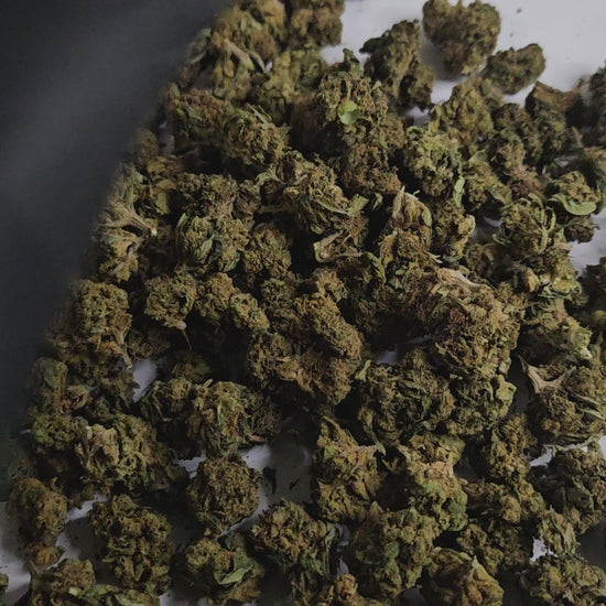 La Super Skunk Small Bud offre les mêmes arômes puissants et reconnaissables que la version classique : des notes terreuses, boisées et légèrement sucrées qui séduisent les amateurs de variétés authentiques.