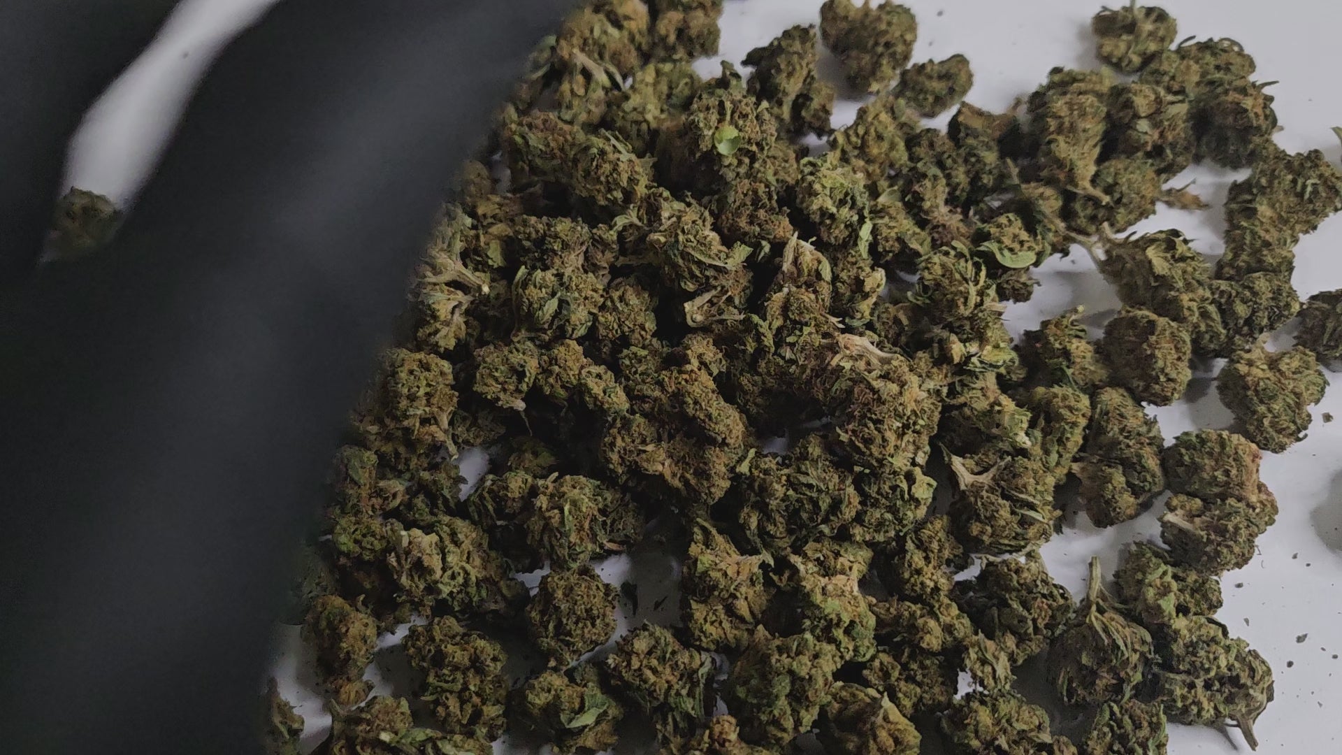 La Super Skunk Small Bud offre les mêmes arômes puissants et reconnaissables que la version classique : des notes terreuses, boisées et légèrement sucrées qui séduisent les amateurs de variétés authentiques.