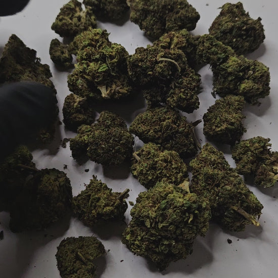 La Rapsberry est une fleur de CBD au caractère affirmé, reconnue pour ses arômes intensément fruités, dominés par des notes de framboise mûre et légèrement sucrées.