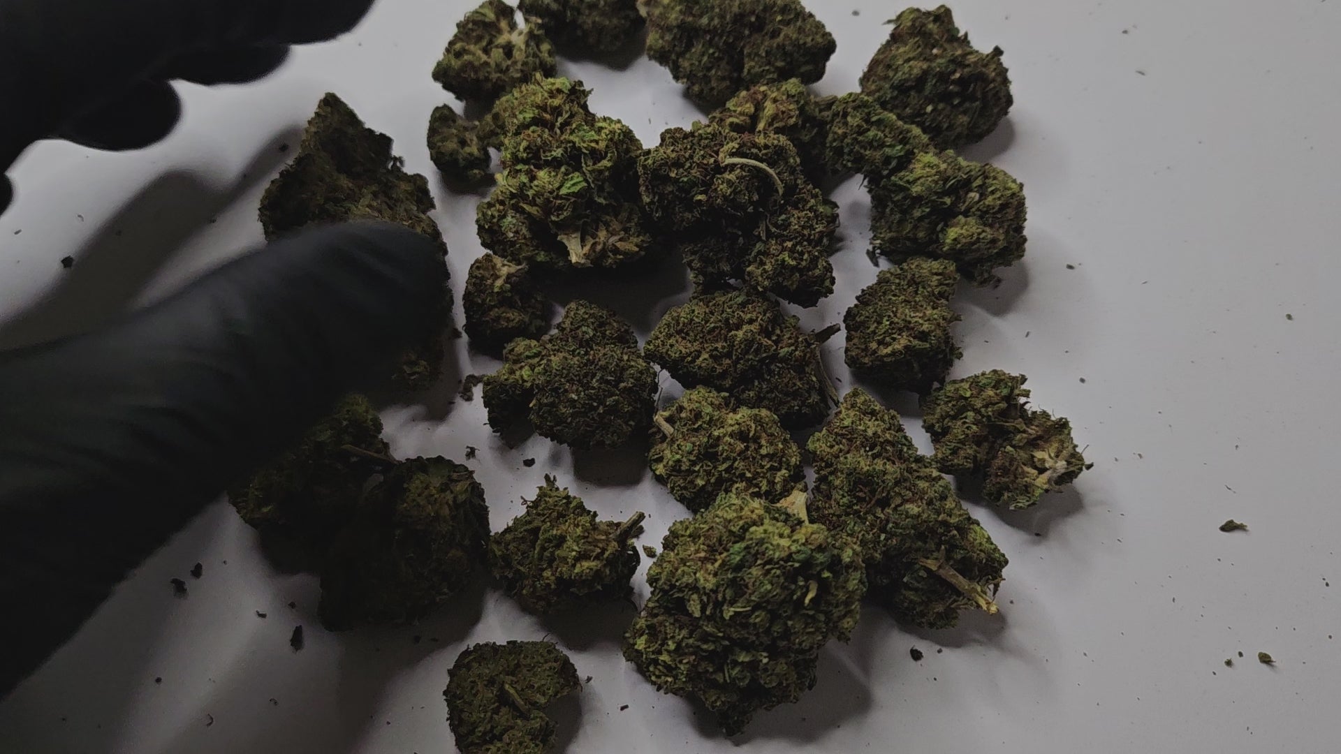 La Rapsberry est une fleur de CBD au caractère affirmé, reconnue pour ses arômes intensément fruités, dominés par des notes de framboise mûre et légèrement sucrées.