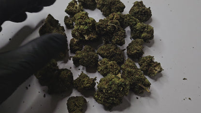 La Rapsberry est une fleur de CBD au caractère affirmé, reconnue pour ses arômes intensément fruités, dominés par des notes de framboise mûre et légèrement sucrées.