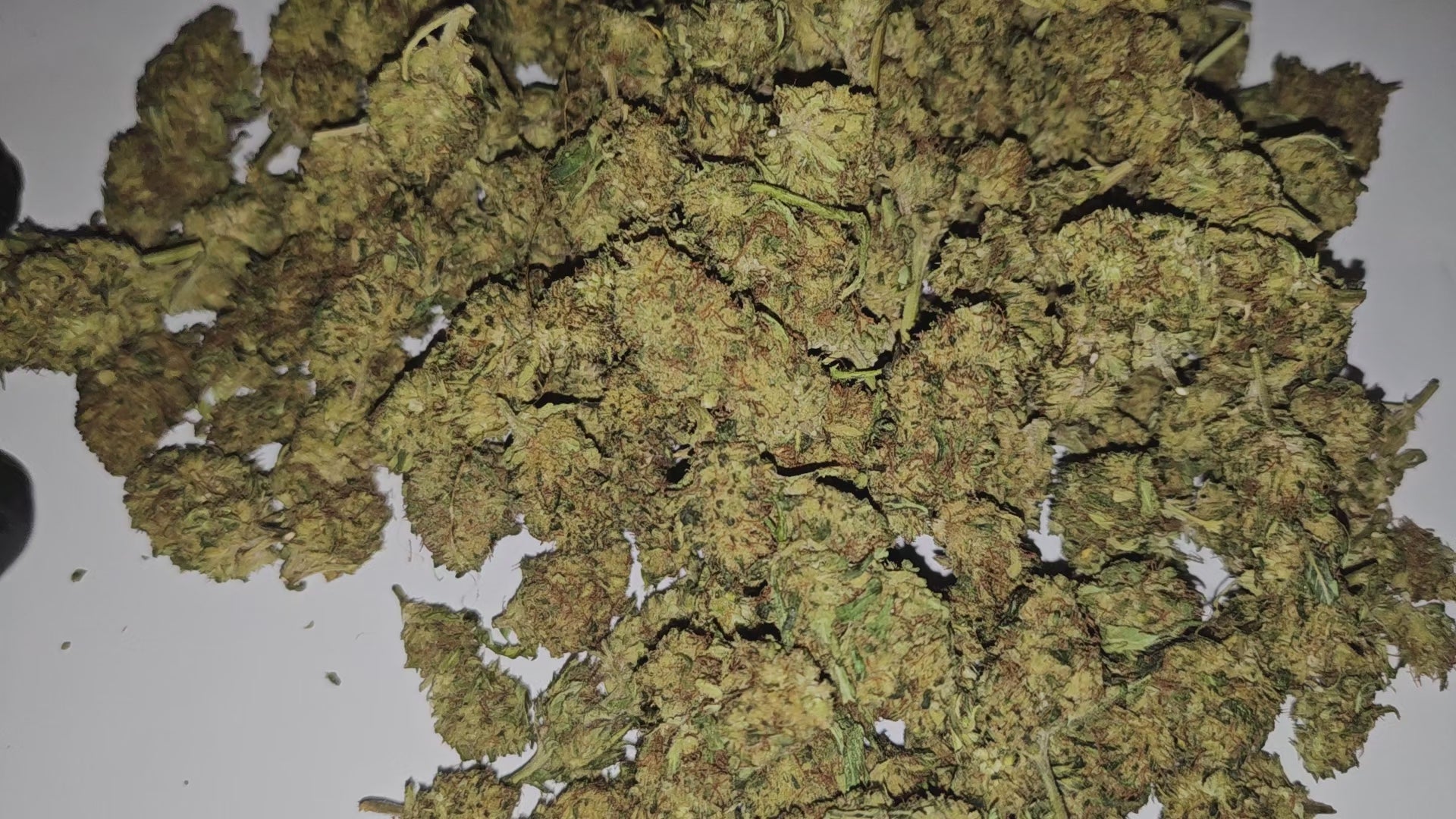 La Super Lemon Haze (intense) séduit par son parfum citronné puissant et son profil riche en cannabinoïdes. Son effet est stimulant et marqué, idéal pour ceux qui recherchent une expérience énergisante et prononcée.