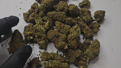 La Sour Silver est une fleur de CBD au profil vif et puissant, reconnue pour ses arômes intenses et acidulés, associant des notes citronnées, légèrement herbacées et épicées. Son caractère bien affirmé et sa fraîcheur aromatique offrent une expérience dynamique, très appréciée par les amateurs de fleurs expressives.