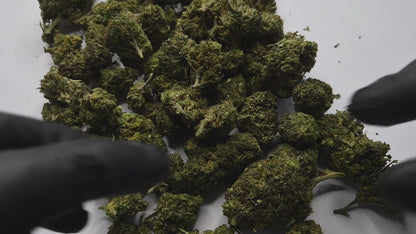 La Cheese Cake n'est pas une fleur pour tout le monde. Réservée aux amateurs avertis qui savent apprécier un profil terpénique complexe et une génétique soigneusement sélectionnée, cette variété s'impose comme une référence dans l'univers du CBD premium.