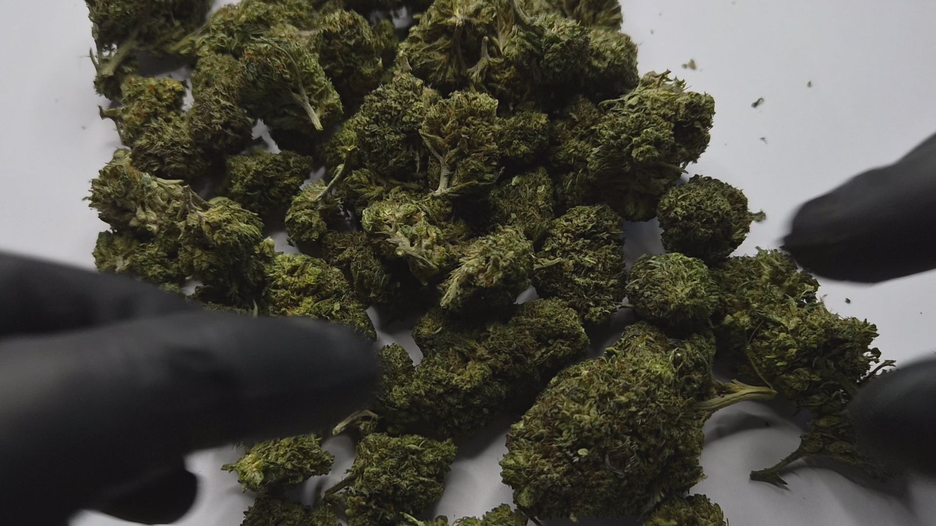 La Cheese Cake n'est pas une fleur pour tout le monde. Réservée aux amateurs avertis qui savent apprécier un profil terpénique complexe et une génétique soigneusement sélectionnée, cette variété s'impose comme une référence dans l'univers du CBD premium.