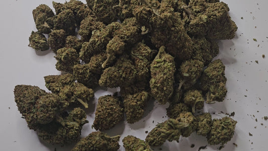 La Critical Berry est une fleur de CBD à l’arôme riche et gourmand, où dominent des notes fruitées de baies rouges sucrées, sublimées par une légère touche terreuse et épicée. Sa haute concentration en CBD procure une détente profonde et durable, idéale pour se relaxer après une journée chargée ou pour accompagner des moments de calme.