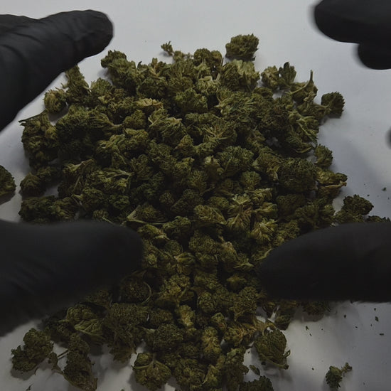 La Amnesia Small Bud est une fleur de CBD aux arômes agrumes, citronnés et légèrement terreux, issue de la célèbre génétique Amnesia, reconnue mondialement pour son profil aromatique vif et énergisant. Cette version small bud offre un excellent rapport qualité/prix tout en conservant toute la richesse et la complexité de la souche.