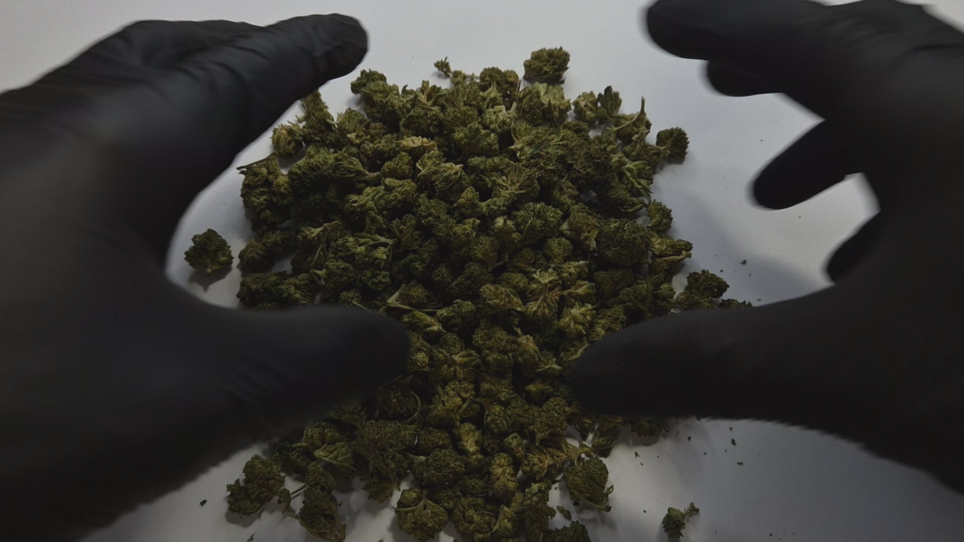 La Amnesia Small Bud est une fleur de CBD aux arômes agrumes, citronnés et légèrement terreux, issue de la célèbre génétique Amnesia, reconnue mondialement pour son profil aromatique vif et énergisant. Cette version small bud offre un excellent rapport qualité/prix tout en conservant toute la richesse et la complexité de la souche.