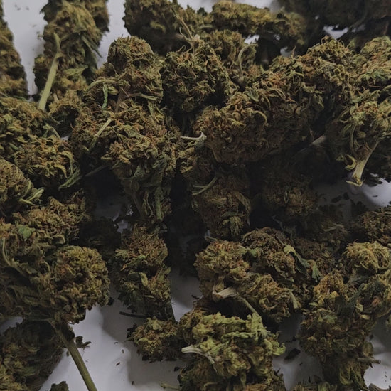 La Strawberry CBD séduit par ses arômes doux et fruités rappelant la fraise fraîche. Son profil intense en cannabinoïdes en fait une variété appréciée des connaisseurs en quête de sensations prononcées. 
