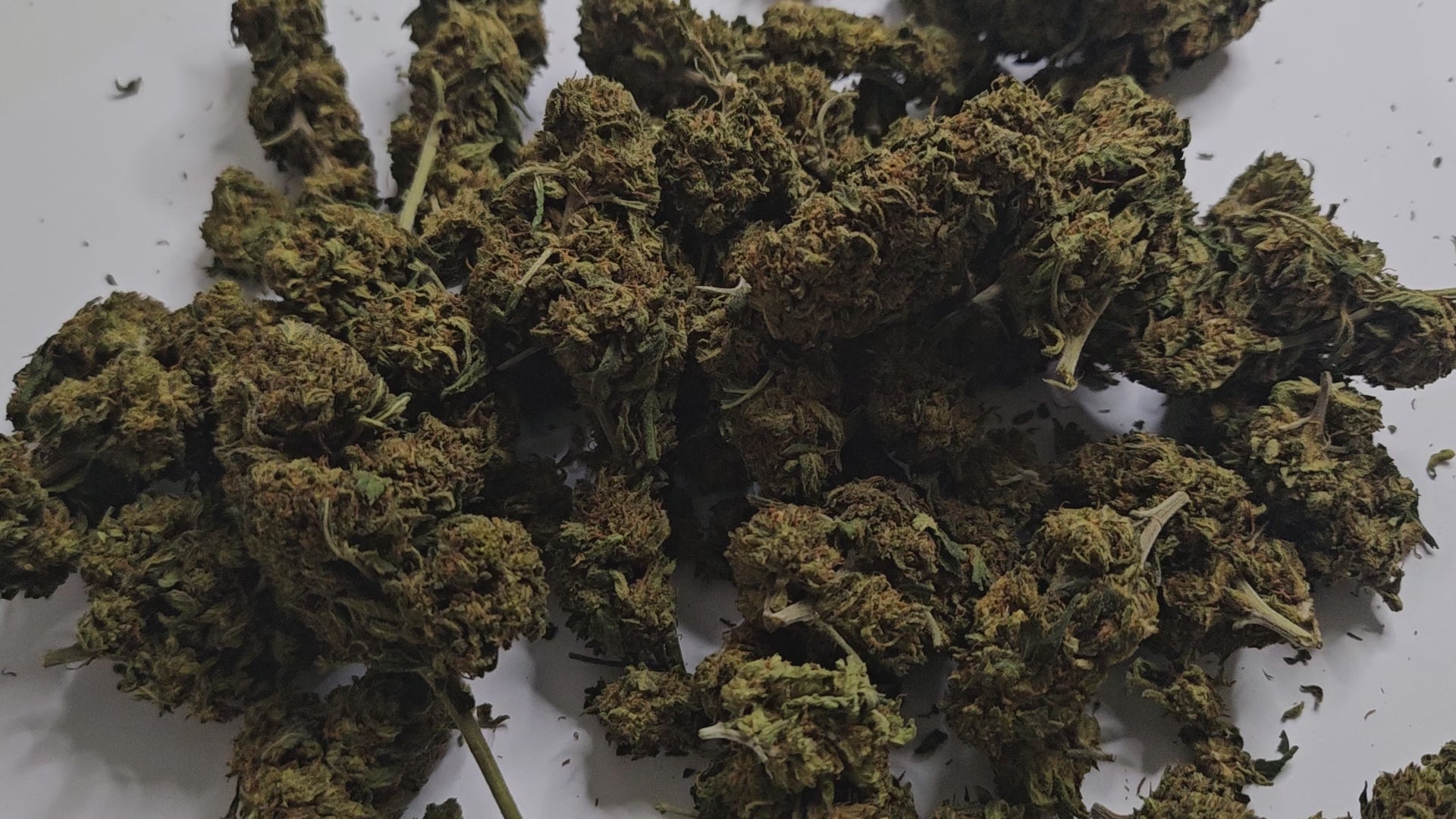 La Strawberry CBD séduit par ses arômes doux et fruités rappelant la fraise fraîche. Son profil intense en cannabinoïdes en fait une variété appréciée des connaisseurs en quête de sensations prononcées. 