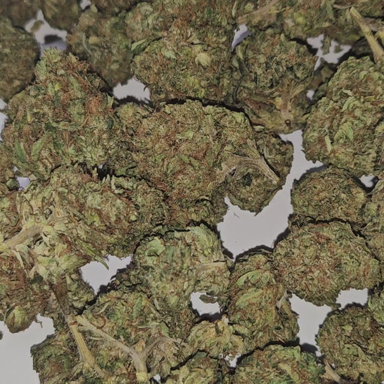 La Lemon Cherry combine le meilleur des deux mondes : les arômes frais et acidulés de citron avec une note fruitée de cerise mûre. Sa fragrance vive et captivante se retrouve dans des buds bien denses, riches en résine et aux nuances colorées.