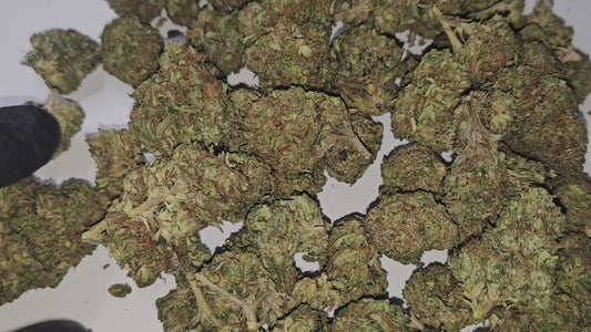 La Lemon Cherry combine le meilleur des deux mondes : les arômes frais et acidulés de citron avec une note fruitée de cerise mûre. Sa fragrance vive et captivante se retrouve dans des buds bien denses, riches en résine et aux nuances colorées.