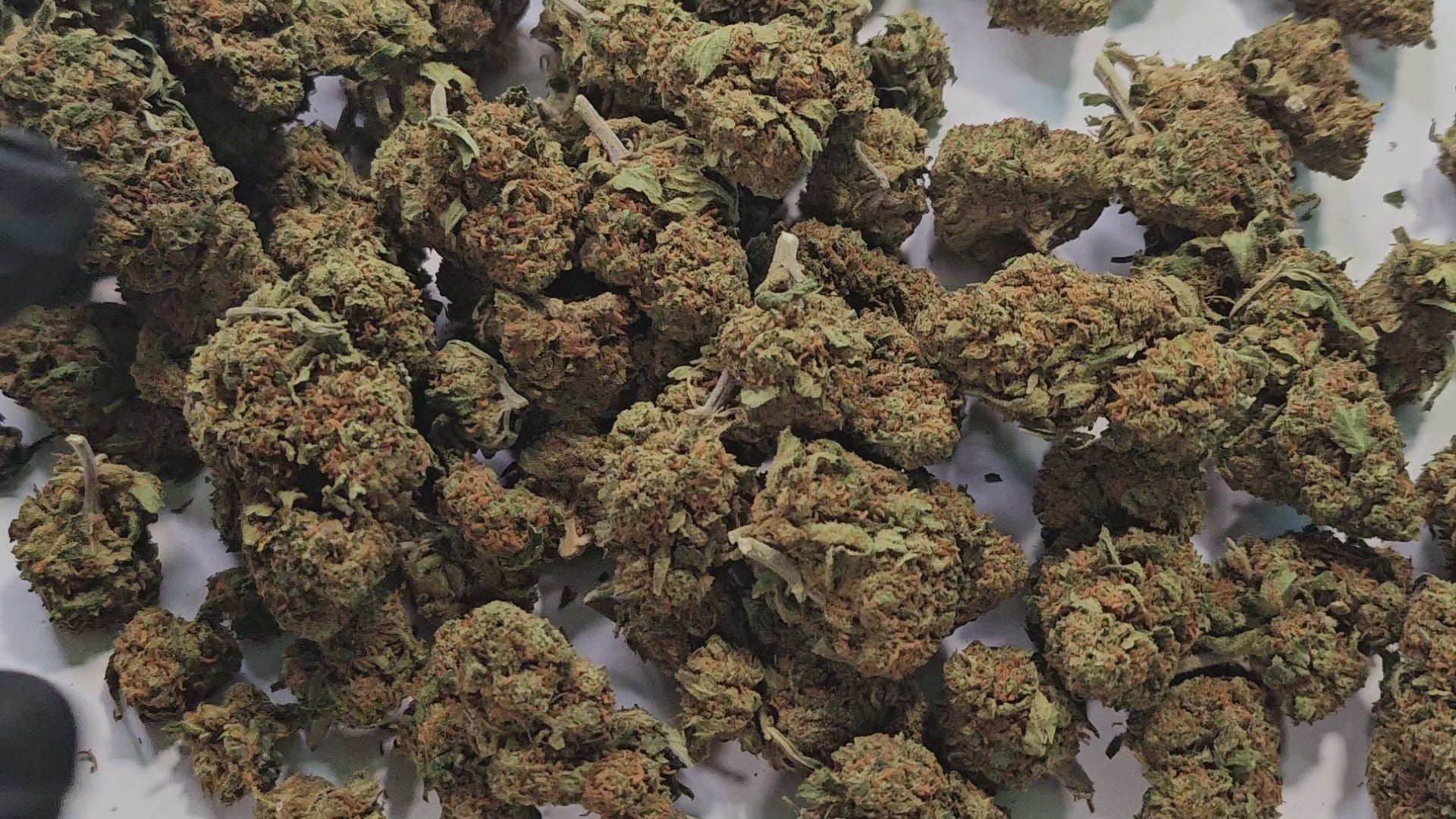 Savourez l'élégance de la Strawberry Premium
Variété d'exception aux arômes délicatement fruités, notre Strawberry Premium incarne la quintessence du chanvre haut de gamme. Cette fleur raffinée dévoile un bouquet aromatique complexe où se mêlent notes de fraise sauvage, fruits rouges juteux et touches sucrées subtilement épicées.