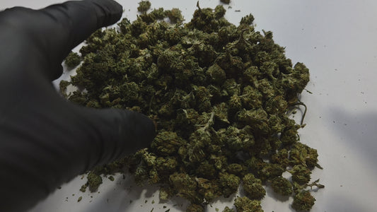 La Lemon Cherry CBD Small Bud est une fleur d'exception qui ne pardonne pas la médiocrité du palais. Explosive, complexe, addictive dans ses arômes — elle s'adresse exclusivement aux amateurs éclairés capables d'en décoder toute la richesse.