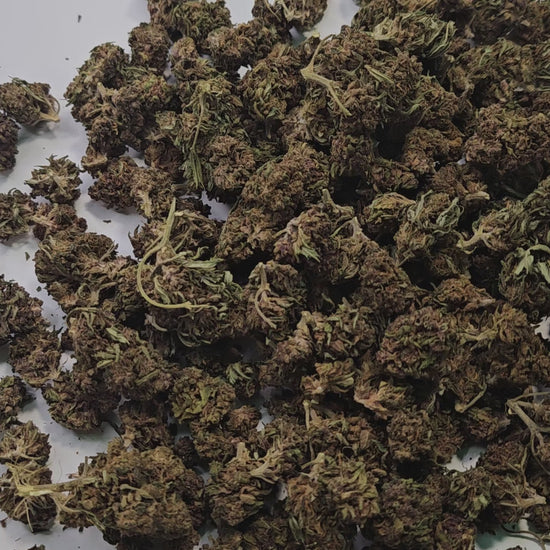 Blueberry Meringue Greenhouse est une fleur de CBD premium cultivée en serre, offrant une expérience aromatique exceptionnelle.
Cette variété se distingue par ses notes sucrées de myrtille et de meringue délicate, créant un profil terpénique gourmand et raffiné. Cultivée avec soin en greenhouse, elle combine la puissance de la culture outdoor avec la qualité contrôlée de l'indoor.