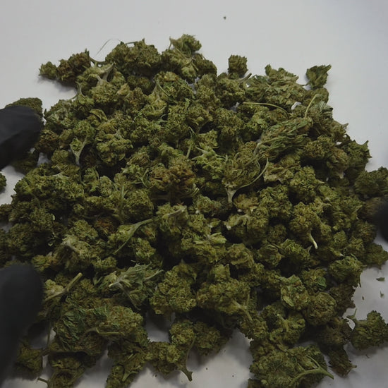 La Blueberry Small Bud est une fleur de CBD aux arômes fruités, sucrés et légèrement terreux, inspirée de la génétique Blueberry, l'une des plus appréciées au monde pour son profil olfactif gourmand et enveloppant. Cette version small bud offre un excellent rapport qualité/prix tout en conservant toute la richesse aromatique de la souche.