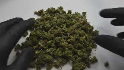 La Blueberry Small Bud est une fleur de CBD aux arômes fruités, sucrés et légèrement terreux, inspirée de la génétique Blueberry, l'une des plus appréciées au monde pour son profil olfactif gourmand et enveloppant. Cette version small bud offre un excellent rapport qualité/prix tout en conservant toute la richesse aromatique de la souche.