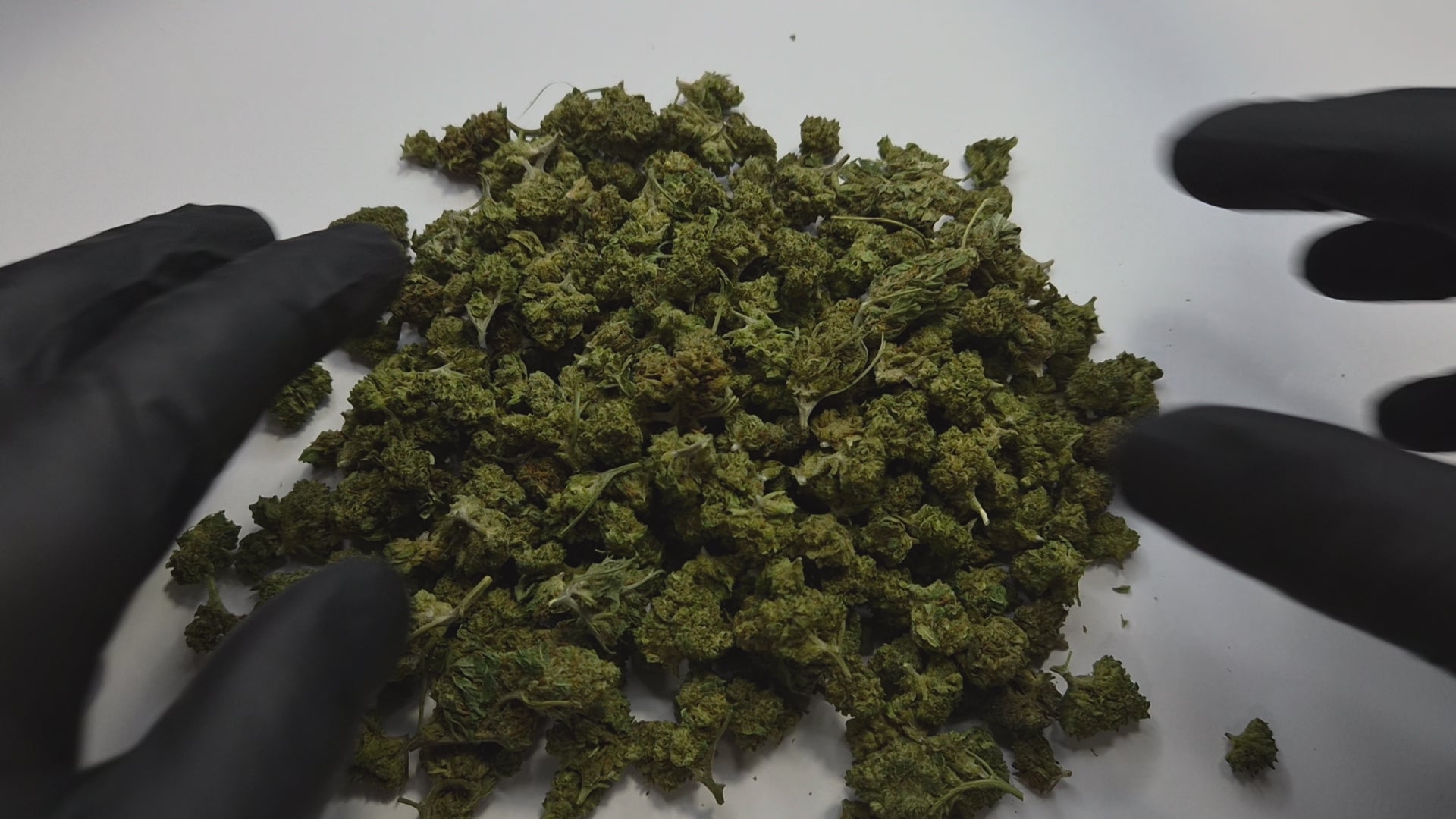 La Blueberry Small Bud est une fleur de CBD aux arômes fruités, sucrés et légèrement terreux, inspirée de la génétique Blueberry, l'une des plus appréciées au monde pour son profil olfactif gourmand et enveloppant. Cette version small bud offre un excellent rapport qualité/prix tout en conservant toute la richesse aromatique de la souche.