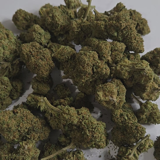 La Blueberry 2.0 est une fleur au parfum fruité et sucré de myrtille, avec des notes légèrement terreuses en fond. Ses têtes sont compactes, résineuses et dégagent une odeur gourmande très reconnaissable.