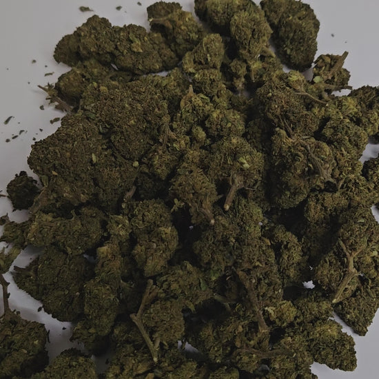 Découvrez la fleur de CBD Gorilla Intense, reconnue pour ses effets puissants et son profil aromatique unique. Avec ses notes boisées, terreuses et subtilement fruitées, cette variété offre une expérience sensorielle profonde et intense.