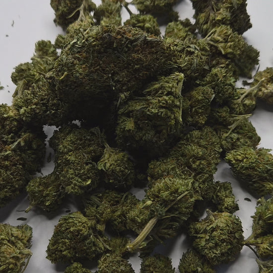 La Lemonade Haze est une variété qui ne pardonne pas l'approximation. Avec sa génétique Sativa dominante héritée des grandes lignées Haze, elle s'adresse exclusivement aux connaisseurs capables d'apprécier un profil terpénique d'une précision rare et une montée franche, lumineuse, sans compromis.
