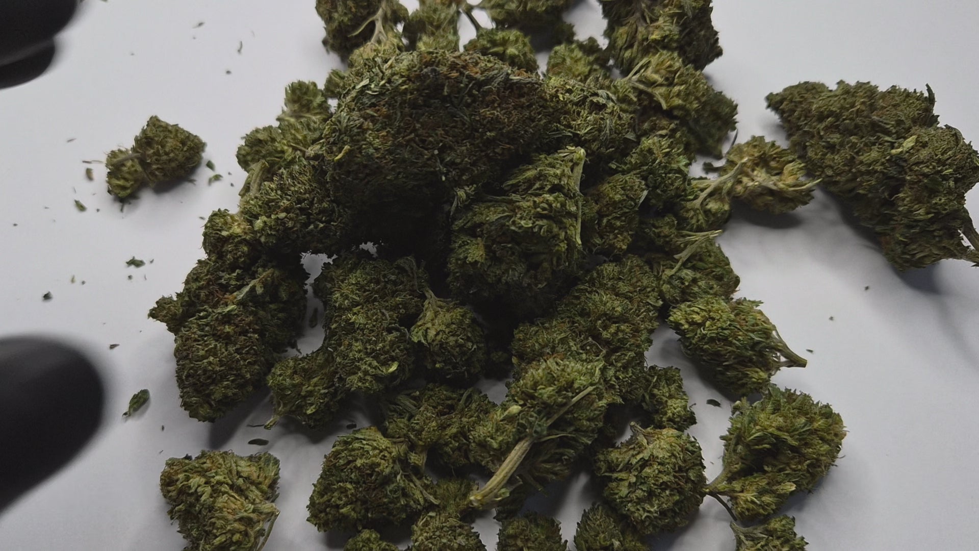 La Lemonade Haze est une variété qui ne pardonne pas l'approximation. Avec sa génétique Sativa dominante héritée des grandes lignées Haze, elle s'adresse exclusivement aux connaisseurs capables d'apprécier un profil terpénique d'une précision rare et une montée franche, lumineuse, sans compromis.