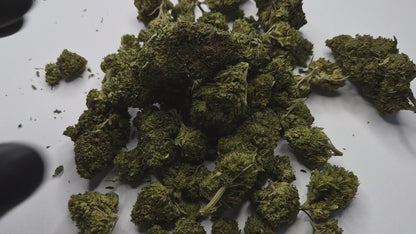 La Lemonade Haze est une variété qui ne pardonne pas l'approximation. Avec sa génétique Sativa dominante héritée des grandes lignées Haze, elle s'adresse exclusivement aux connaisseurs capables d'apprécier un profil terpénique d'une précision rare et une montée franche, lumineuse, sans compromis.