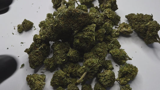 La Lemonade Haze est une variété qui ne pardonne pas l'approximation. Avec sa génétique Sativa dominante héritée des grandes lignées Haze, elle s'adresse exclusivement aux connaisseurs capables d'apprécier un profil terpénique d'une précision rare et une montée franche, lumineuse, sans compromis.