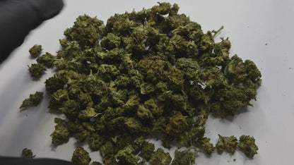 Découvrez la Sour Lifter Small Bud, une fleur CBD sativa aux arômes intenses de citron, d'agrumes et de terre. Ses petits buds denses et généreux en résine offrent une expérience aromatique riche, idéale pour les amateurs de CBD de qualité.