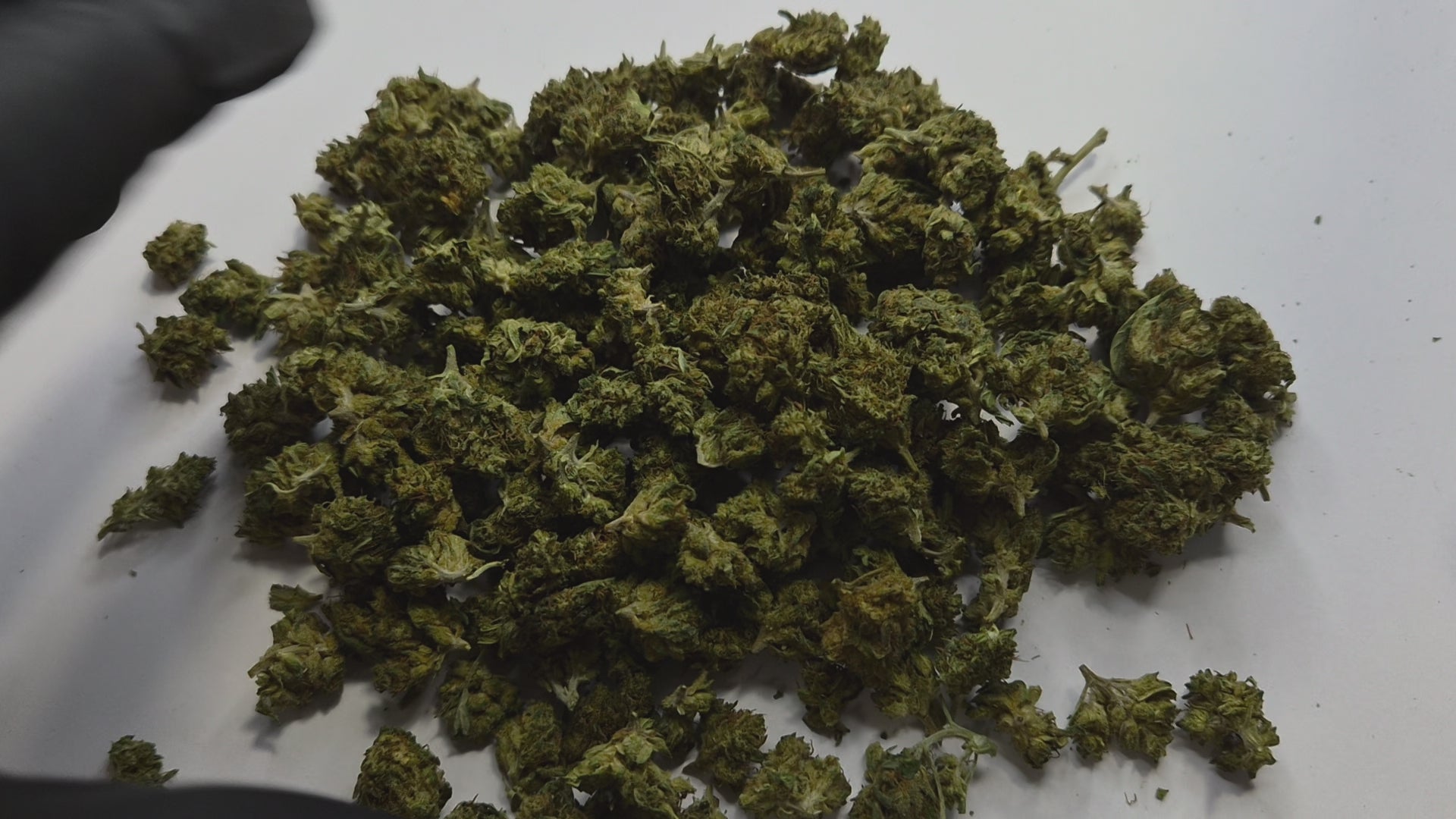 Découvrez la Sour Lifter Small Bud, une fleur CBD sativa aux arômes intenses de citron, d'agrumes et de terre. Ses petits buds denses et généreux en résine offrent une expérience aromatique riche, idéale pour les amateurs de CBD de qualité.