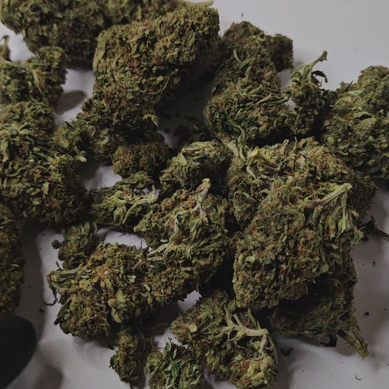 La Jack Herer est une fleur de CBD emblématique, reconnue pour ses arômes complexes et puissants, associant des notes boisées, épicées et légèrement citronnées.