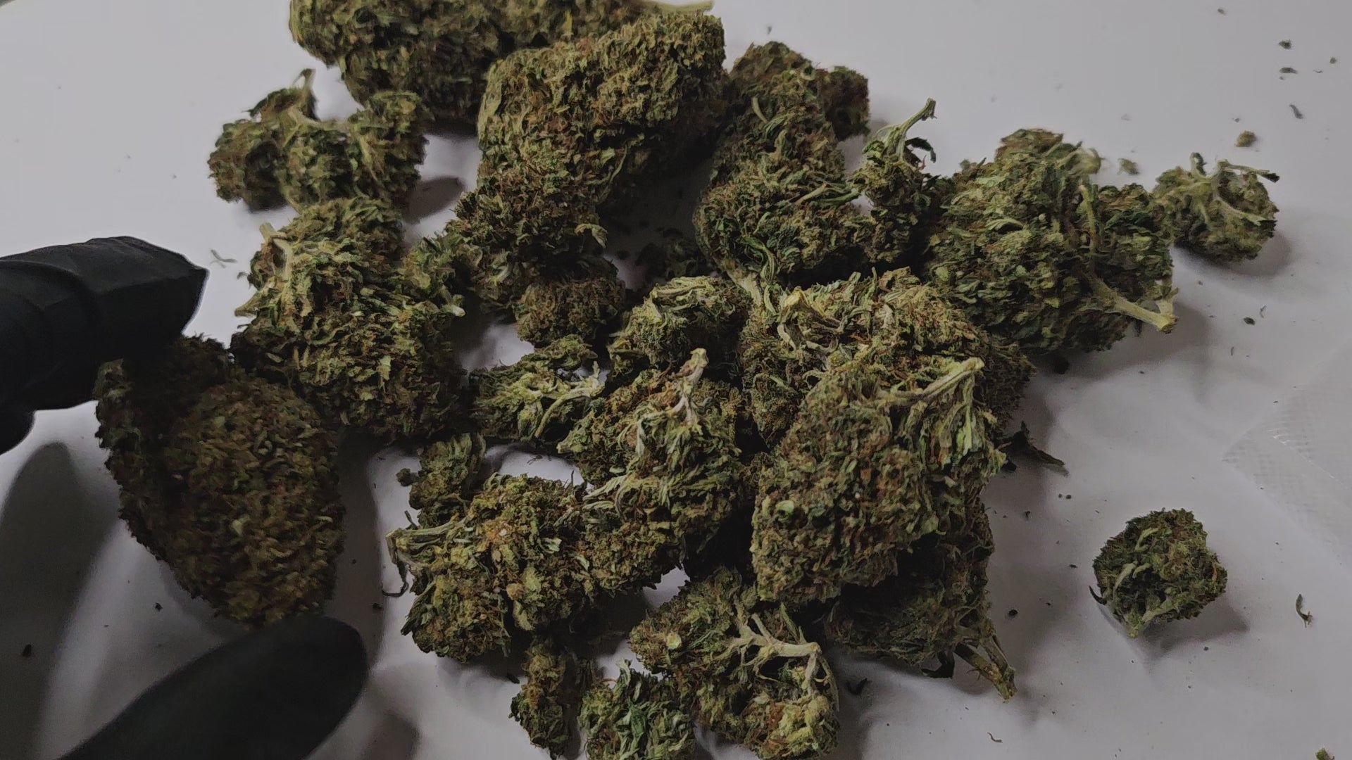 La Jack Herer est une fleur de CBD emblématique, reconnue pour ses arômes complexes et puissants, associant des notes boisées, épicées et légèrement citronnées.