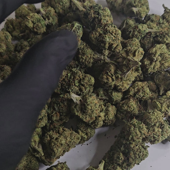 L’Amnesia B3 est une fleur de CBD au bouquet aromatique riche, mêlant des notes d’agrumes frais à des touches terreuses et légèrement épicées. Elle est parfaite pour une expérience apaisante tout en restant concentré et alerte.