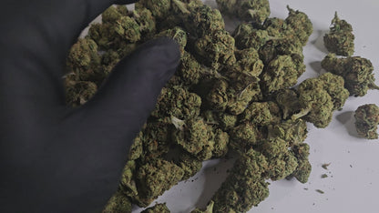 L’Amnesia B3 est une fleur de CBD au bouquet aromatique riche, mêlant des notes d’agrumes frais à des touches terreuses et légèrement épicées. Elle est parfaite pour une expérience apaisante tout en restant concentré et alerte.
