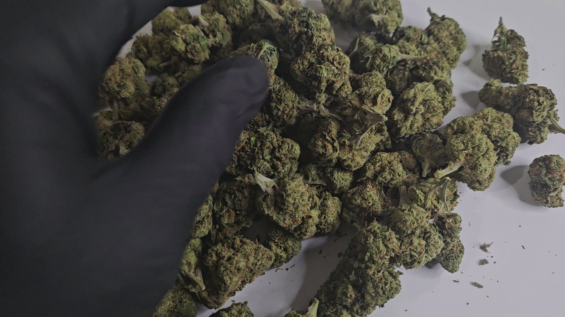 L’Amnesia B3 est une fleur de CBD au bouquet aromatique riche, mêlant des notes d’agrumes frais à des touches terreuses et légèrement épicées. Elle est parfaite pour une expérience apaisante tout en restant concentré et alerte.