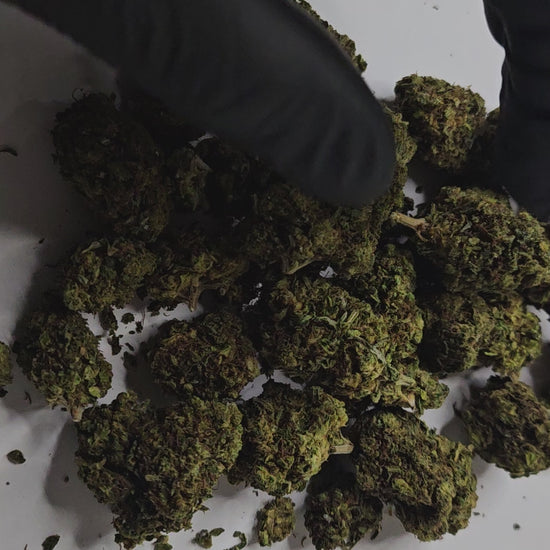 La Cali Fruit est une fleur de CBD au profil gourmand et exotique, caractérisée par des arômes fruités intenses mêlant notes tropicales et douceur sucrée.