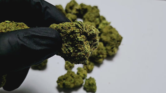 La fleur de CBD Cali Ice Cream Cake est une variété populaire connue pour ses arômes gourmands et sucrés, qui rappellent la crème glacée vanille et les notes de gâteau. Elle est souvent recherchée pour ses effets relaxants, offrant un moment de détente sans les effets psychoactifs du THC. 