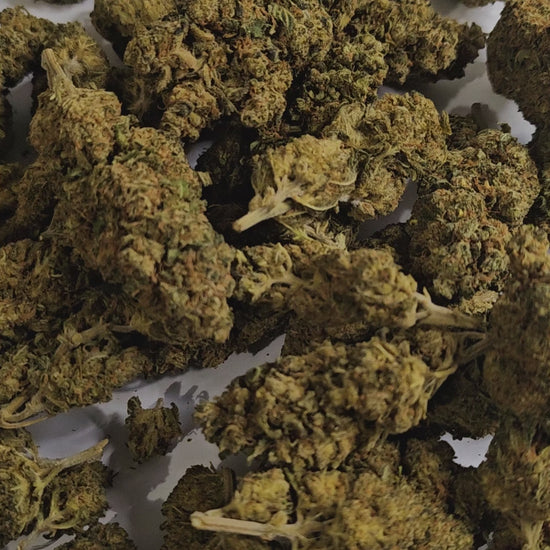 La Lemon Skunk en version intense frappe fort dès les premières bouffées. Son profil aromatique reste citronné et légèrement terreux, mais ici, c’est la puissance des effets qui prend le dessus. Une fleur conçue pour ceux qui veulent du lourd !