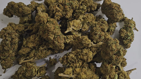 La Lemon Skunk en version intense frappe fort dès les premières bouffées. Son profil aromatique reste citronné et légèrement terreux, mais ici, c’est la puissance des effets qui prend le dessus. Une fleur conçue pour ceux qui veulent du lourd !