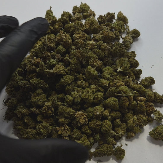 La fleur CBD WHITE WIDOW Small Bud séduit par ses arômes puissants et équilibrés, mêlant des notes boisées, légèrement épicées et terreuses. Issue de la célèbre génétique White Widow, cette version small bud offre un excellent rapport qualité/prix tout en conservant une belle richesse aromatique.