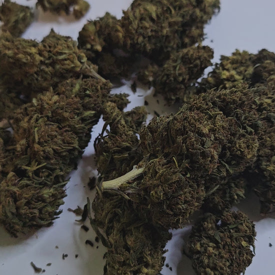 La Tangerine CBD séduit par ses arômes frais et fruités aux notes d’agrumes, rappelant la mandarine. Son profil riche en cannabinoïdes en fait une variété intense, idéale pour les amateurs confirmés qui recherchent une expérience puissante et savoureuse.