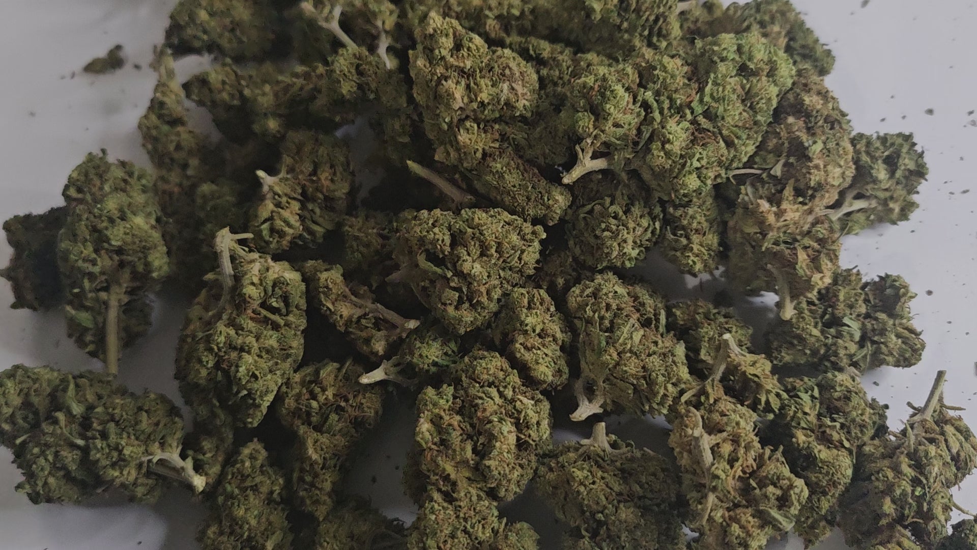 La Tropical Haze est une fleur de CBD prisée pour ses arômes fruités et son effet relaxant. Issue d’un croisement entre des variétés Haze et des souches tropicales, elle offre une expérience unique. Avec ses notes sucrées d'ananas, de mangue et une touche d'agrumes, accompagnées de nuances épicées et terreuses, elle ravit les amateurs de saveurs exotiques. 