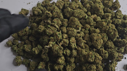 Alien OG CBD Small Bud se distingue par ses petites têtes compactes, riches en arômes citronnés, boisés et légèrement terreux. Elle offre une détente rapide et profonde, idéale pour se relaxer en fin de journée tout en gardant l’esprit clair. 