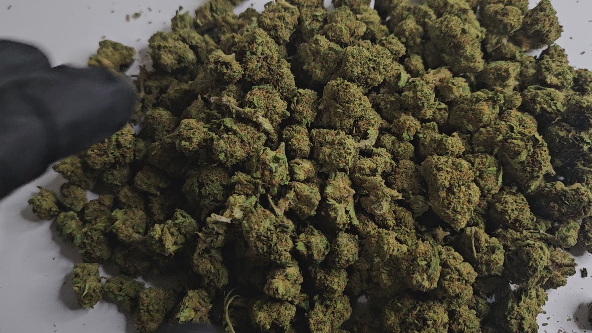 Alien OG CBD Small Bud se distingue par ses petites têtes compactes, riches en arômes citronnés, boisés et légèrement terreux. Elle offre une détente rapide et profonde, idéale pour se relaxer en fin de journée tout en gardant l’esprit clair. 