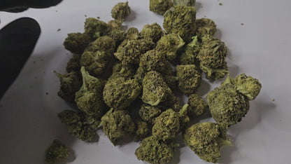 L’Amnesia Cryo est une fleur de CBD premium reconnue pour son profil aromatique puissant et très frais. Grâce au procédé cryo, les terpènes sont parfaitement préservés, offrant des notes citronnées, boisées et légèrement épicées particulièrement intenses.