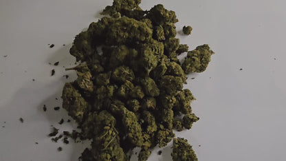 La Orange Bud est une fleur de CBD aux arômes puissants d’orange et d’agrumes, qui préserve au maximum ses terpènes et cannabinoïdes.