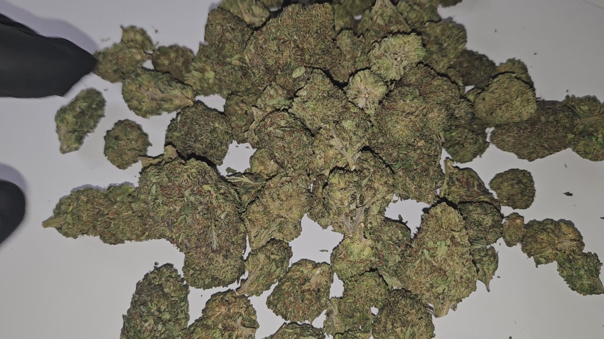 La Royal OG est une fleur de CBD premium, reconnue pour son profil terpénique complexe, oscillant entre notes d’agrumes, de pin et d’encens. Ses têtes impeccablement formées et couvertes de trichomes témoignent d’un processus de culture haut de gamme, garantissant une qualité supérieure.