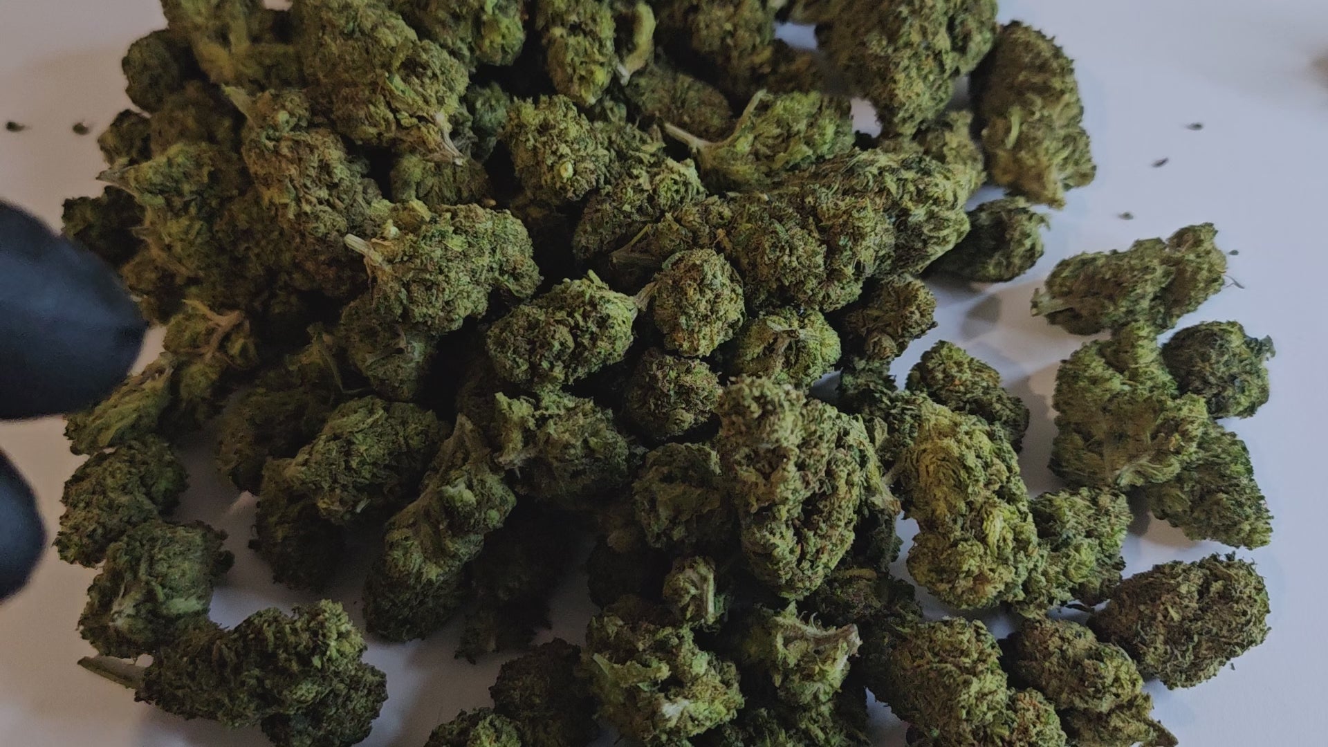 La fleur de CBD Blueberry Intense vous séduira par son arôme fruité et gourmand rappelant la douceur des myrtilles fraîches. Avec son profil intensément relaxant, cette variété procure une détente profonde, parfaite pour évacuer le stress et favoriser un moment de tranquillité. 